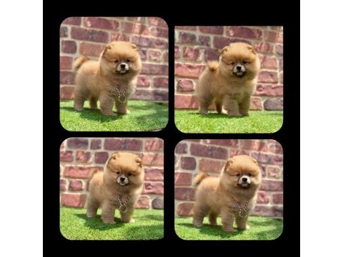 2.5 aylık pomeranian boo ayı surat yavrular