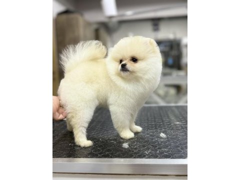 Safkan garantili pomeranian yavrular