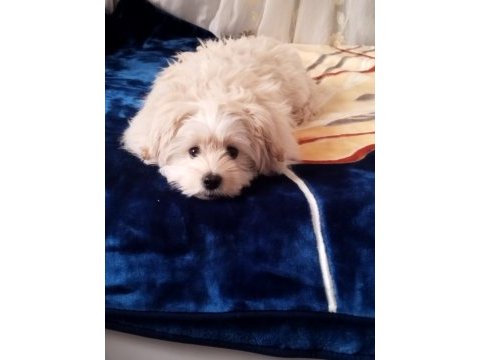 Maltese terrier 5 aylık