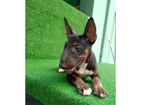 Bull terrier puppy