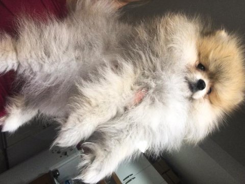 Ayıcık suratlı yoğun kürklü pomeranian aslan