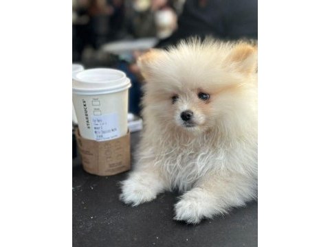 3 aylık tuvalet eğitimli aile bebeği pomeranian