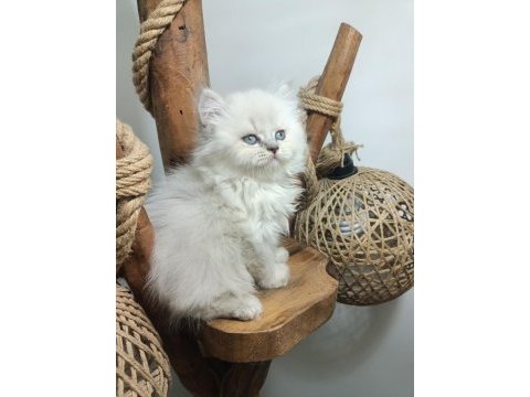 Üst kalite mavi gözlü british longhair