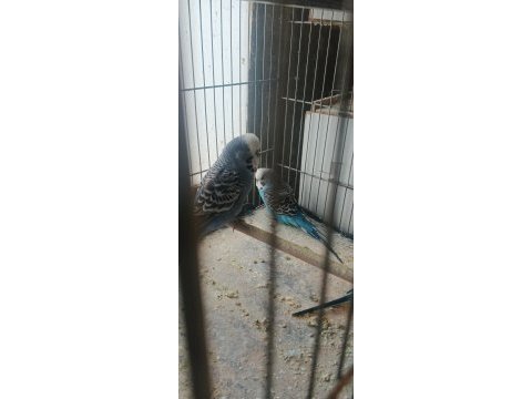 Erkek ve hazır muhabbet kuşu dişiler