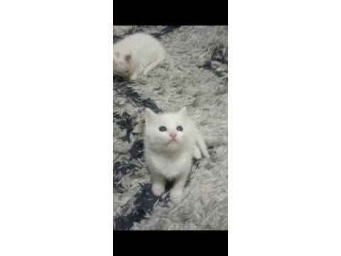 Sevecen british shorthair