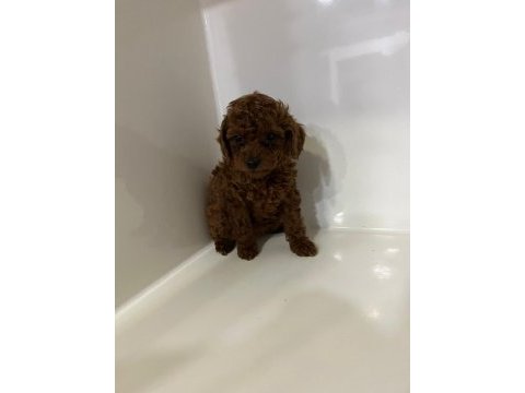 Toy poodle gofrikler