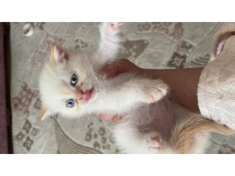 British longhair kedisi sahiplendirme