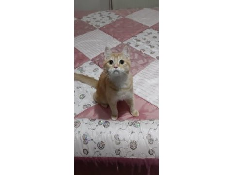 British shorthair evcilmen oğlumuz