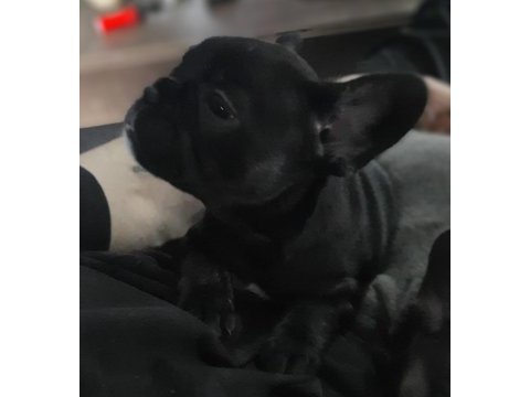Fluffy ve ısabella taşıyıcı renk renk exotıc french bulldog