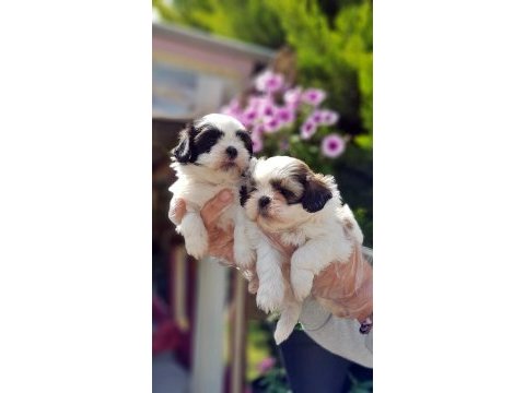 Shih tzu yavrusu