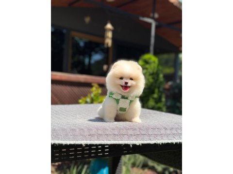Sağlık ve ırk garantili pomeranian köpekler