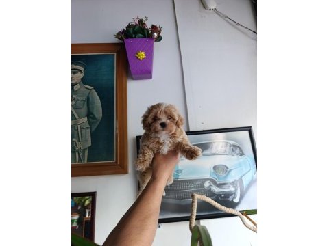 Sevimli maltipoo bebekler