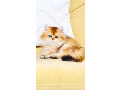 A kalite orjinal british golden longhair dişi yavrum