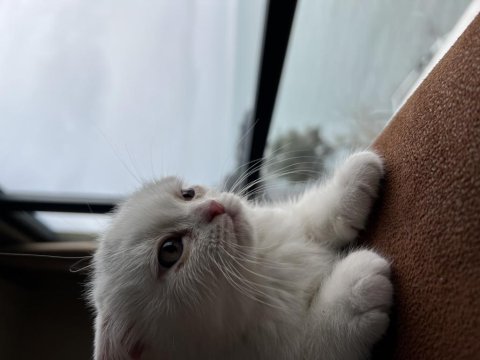 Yavru scottish fold kedisi