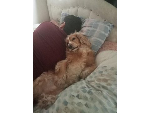 Cocker canımız için ona sahip çıkacak bir aile arıyoruz