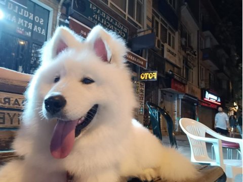 7 aylık alfa karbeyaz samoyed