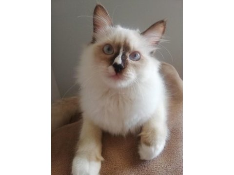 Ragdoll erkek kedim