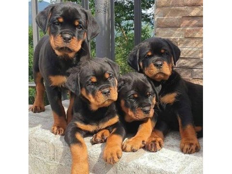 Canavar kalitesinde rottweiller yavrular