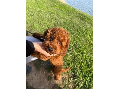 Toy poodle 8 aylık dişi