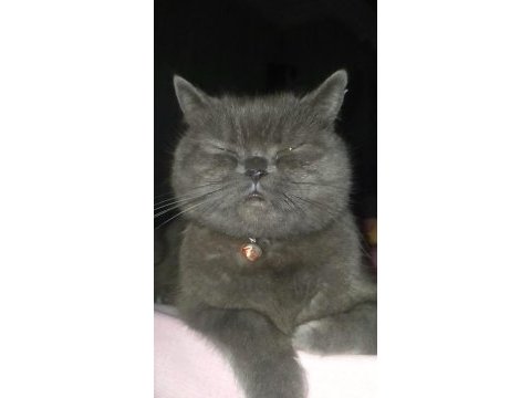 3 yasındaki british shorthair kedimiz sahiplendirilecektir