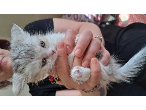 British shorthair ve scottish fold yavruları