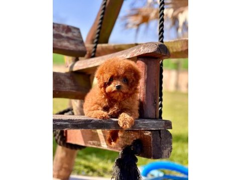 Eğitilebilir toy poodle yavruları ile evinize neşe katın
