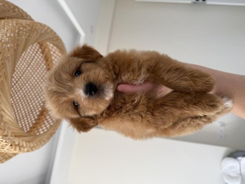 Party color maltipoo