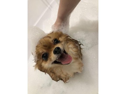 Yakışıklı pomeranian oğlum yeni ailesini arıyor