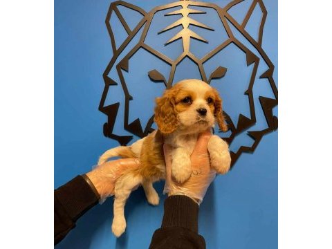 Irk garantili king charles cavalier yavrularımız