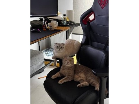 Uykucu kediler için yuva arıyoruz