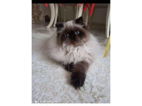 İran himayalan yetişkin kedi