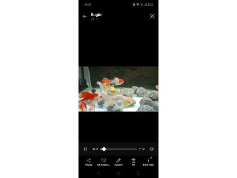 Pasifik petshop dan xxl orando japonlar