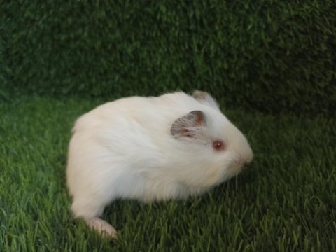 Guinea pig yavrular aynı gün set halinde teslim edilir
