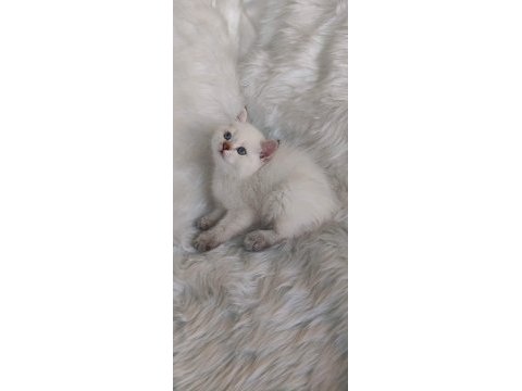 Maviş gözlü kalite british shorthair yavruları