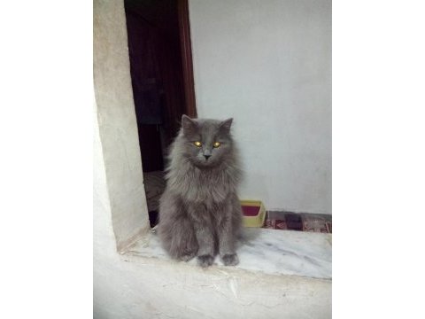 British shorthair kedisi sahiplendirme