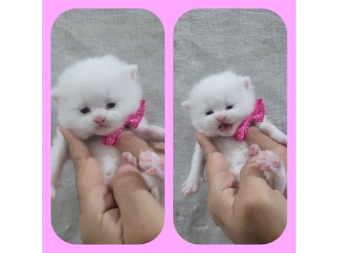 Bilgi özelden verilecek british shorthair