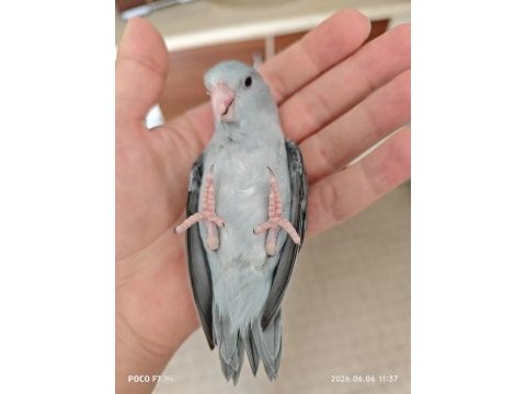 Forpus papağanı 40 günlük
