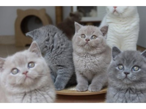 Koca kafa gerçek british shorthair yavruları