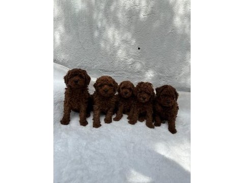 Denizli poodle evinden harika anatomide bebeklerim