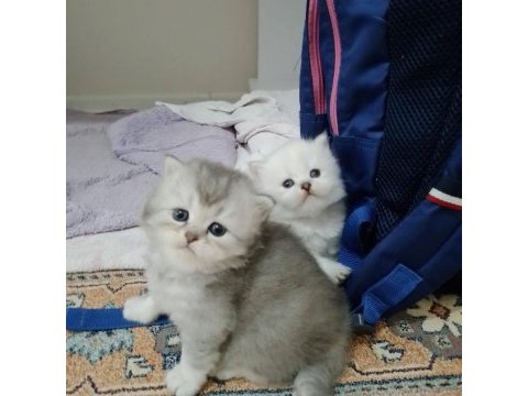 Pofuduk british longhair paşalar