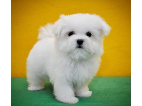 Petmode köpek çiftliğinden tea cup kore kan maltese