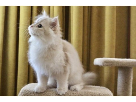 Krem rengi british longhair yakışıklım