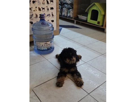 Özel renk 9 aylık dişi toy poodle