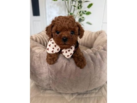 Toy poodle puppy