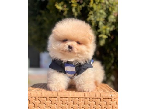 Yavru pomeranian köpeğimiz mersin