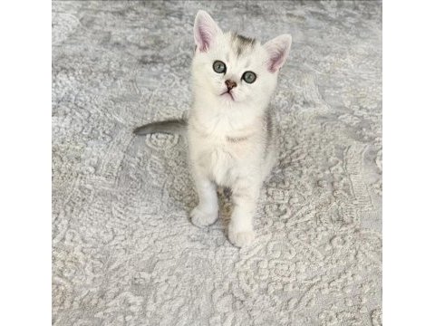 Çok oyuncu british shorthair yavrumuz