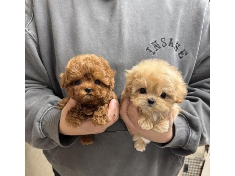 Üst kalite maltipoo bebeklerimiz