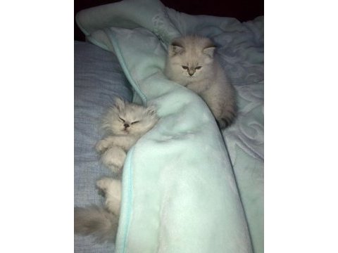 Kadi dünyası british shorthair