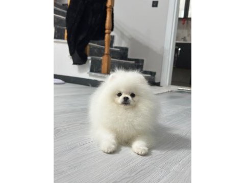 6 aylık erkek pomeranian boo köpeği