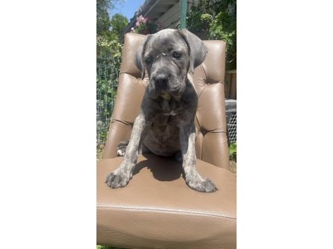 Cane corso köpeğimiz